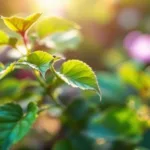 scopri il rimedio naturale che ho provato per 15 giorni e che ha fatto sparire completamente i miei afidi. una soluzione efficace e facile da usare per proteggere le tue piante.