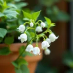 scoprite questa pianta invernale con delicate campanelle bianche, ideale per ogni giardino o vaso. perfetta per gli amanti del verde che vogliono abbellire i loro spazi anche durante l'inverno.