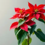 scopri come ho seguito semplici consigli per una settimana e la mia stella di natale è tornata splendida e rigogliosa. segui anche tu questi trucchi efficaci!